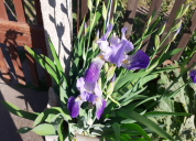 Garten 2020