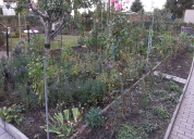 Garten 2020
