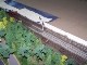 Miniatur Elbtalbahn