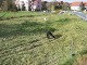 Führerstandsmitfahrt Mügeln