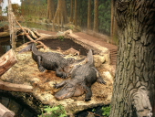 Burgen Sclösser